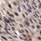 Eukaryotic Translation Initiation Factor 4E Binding Protein 1 antibody, LS-C335988, Lifespan Biosciences, Immunohistochemistry paraffin image 