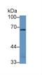 NAD Kinase antibody, abx131489, Abbexa, Western Blot image 