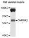 Cholinergic Receptor Nicotinic Alpha 2 Subunit antibody, abx135974, Abbexa, Western Blot image 