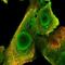 DnaJ Heat Shock Protein Family (Hsp40) Member C9 antibody, NBP2-33997, Novus Biologicals, Immunofluorescence image 