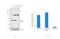 SMAD Family Member 5 antibody, 39-5700, Invitrogen Antibodies, Western Blot image 