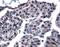 Contactin 1 antibody, PA5-47959, Invitrogen Antibodies, Immunohistochemistry frozen image 