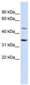 KIAA1339 antibody, TA331814, Origene, Western Blot image 