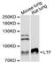 Lactotransferrin antibody, LS-C747971, Lifespan Biosciences, Western Blot image 