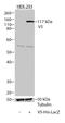 V5 epitope tag antibody, 37-7500, Invitrogen Antibodies, Western Blot image 