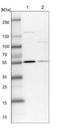 Pleiotropic Regulator 1 antibody, NBP1-87225, Novus Biologicals, Western Blot image 