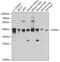 Guided Entry Of Tail-Anchored Proteins Factor 3, ATPase antibody, GTX33022, GeneTex, Western Blot image 