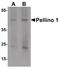 Pellino E3 Ubiquitin Protein Ligase 1 antibody, PA5-34465, Invitrogen Antibodies, Western Blot image 