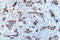 Calcium/Calmodulin Dependent Protein Kinase II Alpha antibody, LS-C178078, Lifespan Biosciences, Immunohistochemistry frozen image 