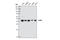 JunB Proto-Oncogene, AP-1 Transcription Factor Subunit antibody, 3753S, Cell Signaling Technology, Western Blot image 