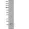 Mitochondrial Ribosomal Protein L27 antibody, abx216076, Abbexa, Western Blot image 