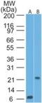 CD69 Molecule antibody, NBP2-25236, Novus Biologicals, Western Blot image 