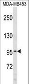 Collagen Type VI Alpha 2 Chain antibody, LS-C166930, Lifespan Biosciences, Western Blot image 