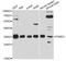 Proteasome Activator Subunit 3 antibody, A12697, ABclonal Technology, Western Blot image 