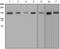 FA Complementation Group D2 antibody, ab108928, Abcam, Western Blot image 