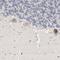 Dynein Axonemal Light Chain 4 antibody, NBP1-84227, Novus Biologicals, Immunohistochemistry frozen image 