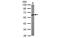 Coronin 1B antibody, MBS837505, MyBioSource, Western Blot image 