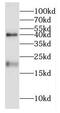 Thioredoxin Domain Containing 12 antibody, FNab02856, FineTest, Western Blot image 