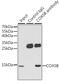 Cytochrome C Oxidase Subunit 5B antibody, GTX33114, GeneTex, Immunoprecipitation image 