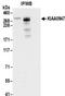 Interactor Of Little Elongation Complex ELL Subunit 1 antibody, NBP2-32090, Novus Biologicals, Immunoprecipitation image 