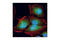Oxidative Stress Responsive Kinase 1 antibody, 3729S, Cell Signaling Technology, Immunofluorescence image 
