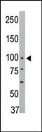 Protein Tyrosine Phosphatase Non-Receptor Type 3 antibody, PA5-15527, Invitrogen Antibodies, Western Blot image 