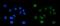 mRNA export factor antibody, A04228-2, Boster Biological Technology, Immunofluorescence image 