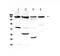 Erb-B2 Receptor Tyrosine Kinase 4 antibody, A00296, Boster Biological Technology, Western Blot image 