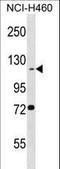 BEN domain-containing protein 3 antibody, LS-C156796, Lifespan Biosciences, Western Blot image 