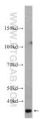 CLEC11A antibody, 60295-1-Ig, Proteintech Group, Western Blot image 