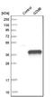 Granzyme B antibody, NBP1-88151, Novus Biologicals, Western Blot image 