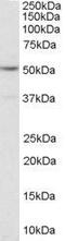 5-Hydroxytryptamine Receptor 2C antibody, GTX89555, GeneTex, Western Blot image 