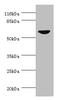 Cell Division Cycle 7 antibody, LS-C682093, Lifespan Biosciences, Western Blot image 