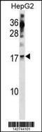 RNA polymerase II RBP8 antibody, 60-956, ProSci, Western Blot image 