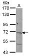 Nicalin antibody, NBP2-19494, Novus Biologicals, Western Blot image 