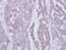 Catalase antibody, PA5-29650, Invitrogen Antibodies, Immunohistochemistry paraffin image 