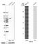 HNF1 Homeobox A antibody, NBP2-38243, Novus Biologicals, Western Blot image 