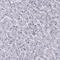 Coiled-Coil Domain Containing 97 antibody, HPA043572, Atlas Antibodies, Immunohistochemistry frozen image 
