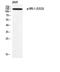 Insulin Receptor Substrate 1 antibody, STJ91041, St John