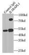 Interleukin 1 Receptor Accessory Protein Like 1 antibody, FNab04245, FineTest, Immunoprecipitation image 