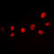 CAMP Responsive Element Binding Protein 1 antibody, GTX55056, GeneTex, Immunocytochemistry image 