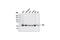 pp60c-src antibody, 2123P, Cell Signaling Technology, Western Blot image 