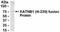 Katanin Regulatory Subunit B1 antibody, NB100-75489, Novus Biologicals, Western Blot image 