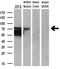 Aryl Hydrocarbon Receptor Nuclear Translocator Like antibody, M00260-2, Boster Biological Technology, Western Blot image 