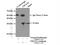 Tetraspanin 2 antibody, 20463-1-AP, Proteintech Group, Immunoprecipitation image 