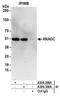 Rag C antibody, A304-300A, Bethyl Labs, Immunoprecipitation image 