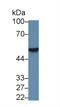 FKBP Prolyl Isomerase 8 antibody, LS-C688371, Lifespan Biosciences, Western Blot image 