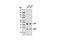 CCAAT Enhancer Binding Protein Alpha antibody, 8178T, Cell Signaling Technology, Western Blot image 