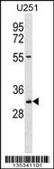 Transcription Elongation Factor A2 antibody, 58-286, ProSci, Western Blot image 