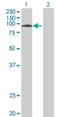 Regulatory Factor X3 antibody, H00005991-B01P, Novus Biologicals, Western Blot image 